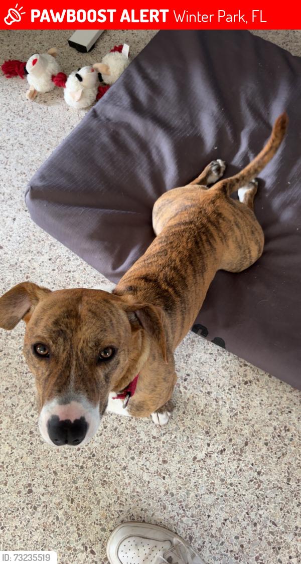 Lost Male Dog last seen Near Roses Cafe — Winter Park Florida, Winter Park, FL 32789
