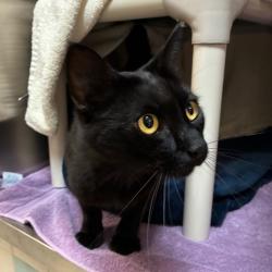 Shelter Stray Male Cat last seen , 361 S Raymond Ave, Pasadena, CA 91105, USA