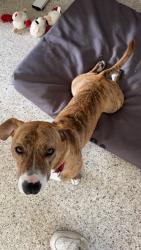 Lost Male Dog last seen Near Roses Cafe — Winter Park Florida, Winter Park, FL 32789