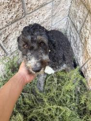 Reunited Female Dog last seen Bella strada park, Fontana, CA 92336