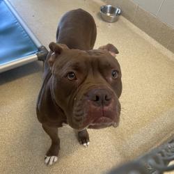 Shelter Stray Male Dog last seen , 54687 Co Rd 19, Bristol, IN 46507, USA