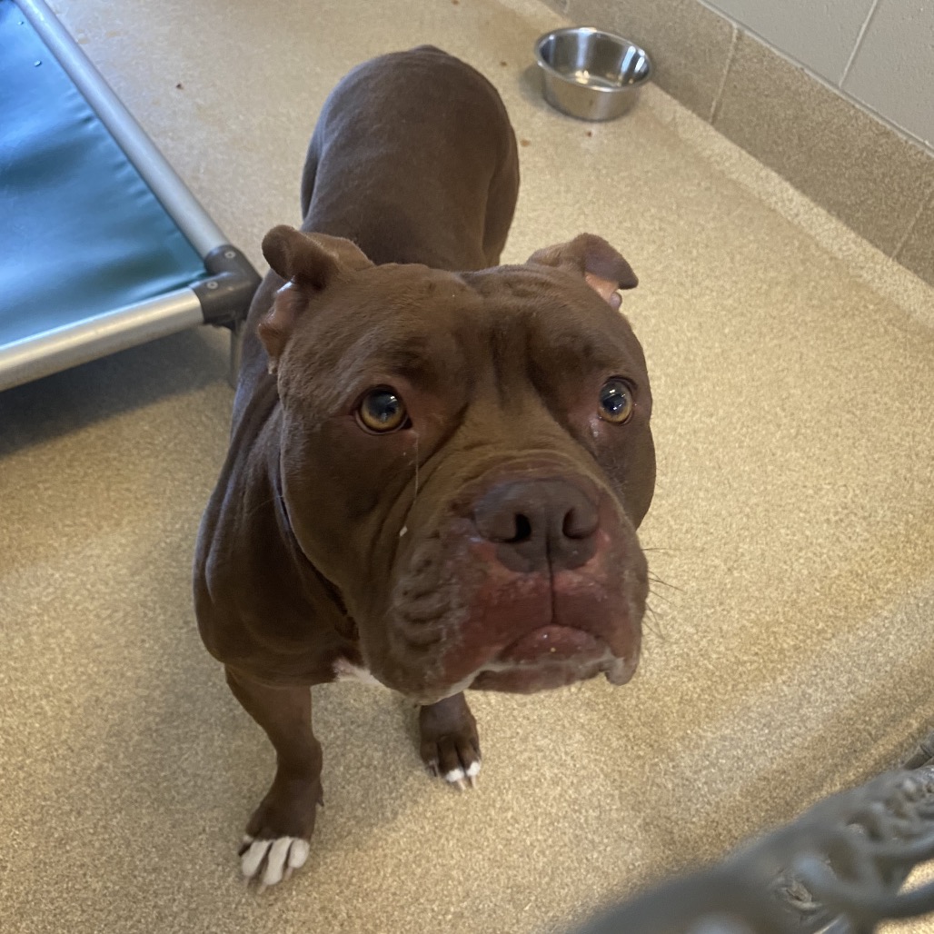 Shelter Stray Male Dog last seen , 54687 Co Rd 19, Bristol, IN 46507, USA