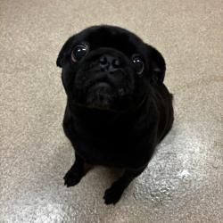Shelter Stray Female Dog last seen , 54687 Co Rd 19, Bristol, IN 46507, USA