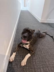 Found/Stray Male Dog last seen Shaw dog park, Washington, DC 20001