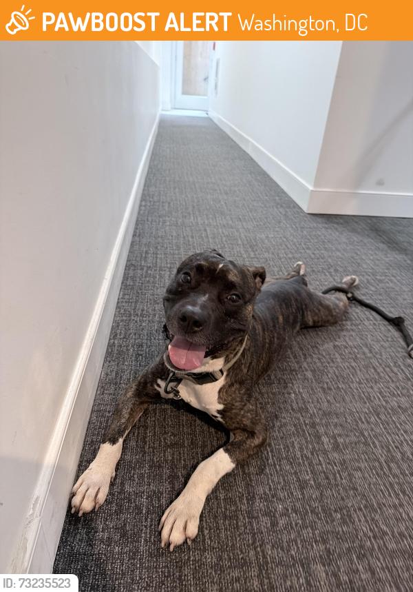 Found/Stray Male Dog last seen Shaw dog park, Washington, DC 20001