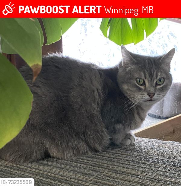 Lost Female Cat last seen Fairmont Road between Grant and Eldridge Avenue, Winnipeg, MB 