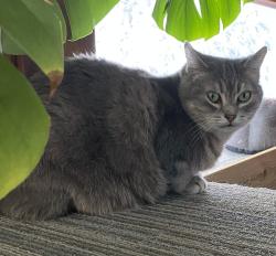 Lost Female Cat last seen Fairmont Road between Grant and Eldridge Avenue, Winnipeg, MB 