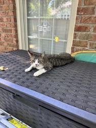 Reunited Male Cat last seen Spinger Court and Brentwood Chase, Brentwood, TN 37027