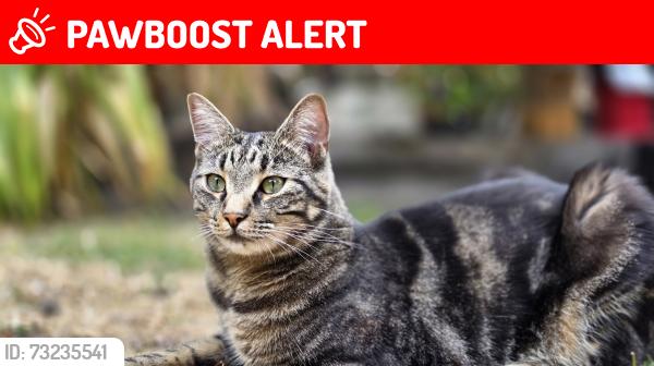 Lost Male Cat last seen Coop row town, Surrey, England KT15 1JZ
