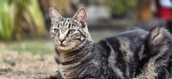 Lost Male Cat last seen Coop row town, Surrey, England KT15 1JZ