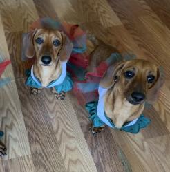 Lost Female Dog last seen Near third Ave, Chula Vista, CA, Chula Vista, CA 91910
