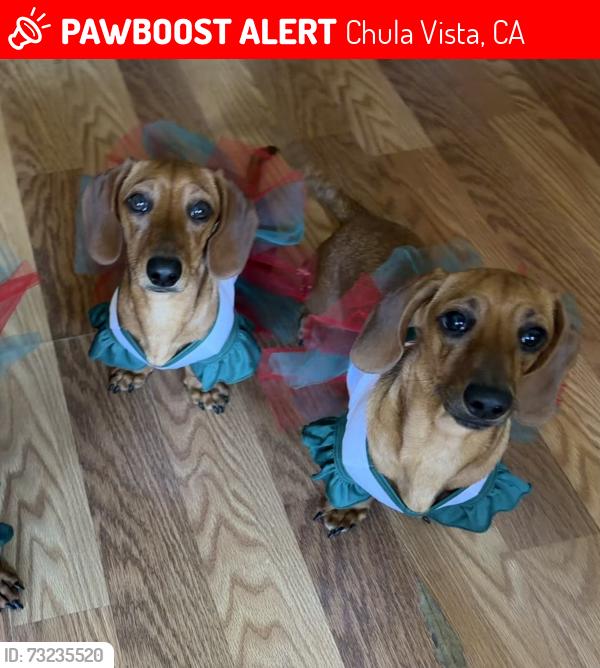 Lost Female Dog last seen Near third Ave, Chula Vista, CA, Chula Vista, CA 91910