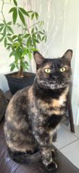 Lost Female Cat last seen Comercial, Tamarac, FL 33068