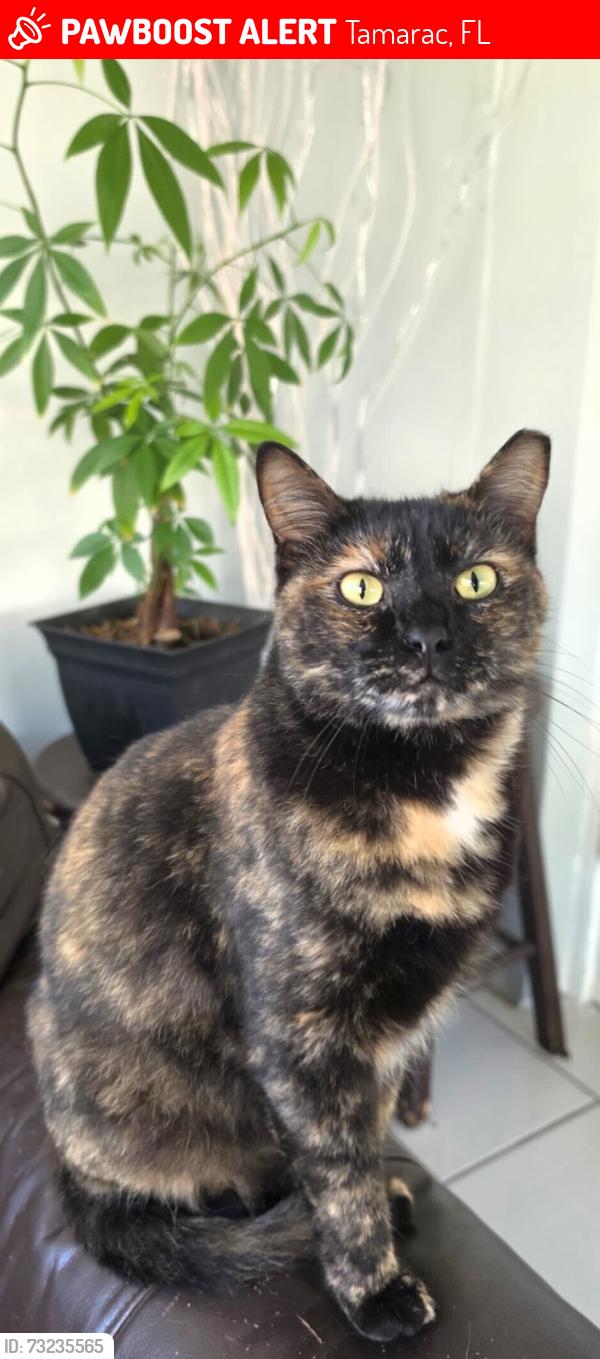 Lost Female Cat last seen Comercial, Tamarac, FL 33068