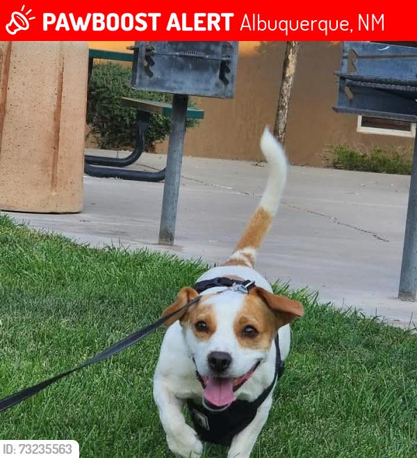 Lost Male Dog last seen Bluewater and unser, Albuquerque, NM 87121