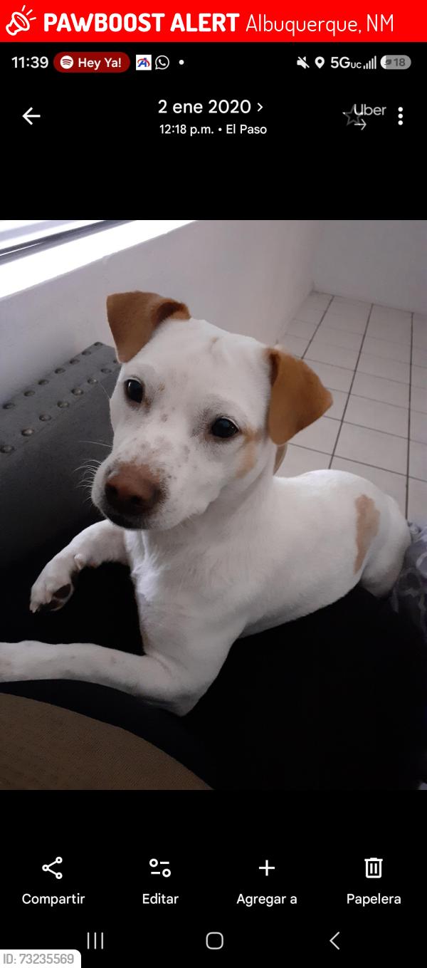Lost Female Dog last seen Bluewater and unser, Albuquerque, NM 87121