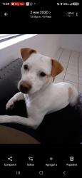 Lost Female Dog last seen Bluewater and unser, Albuquerque, NM 87121