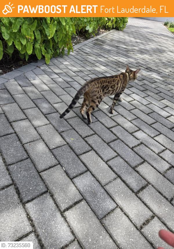Found/Stray Unknown Cat last seen on the river near the bridge, Fort Lauderdale, FL 33315