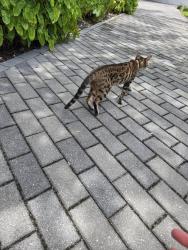 Found/Stray Unknown Cat last seen on the river near the bridge, Fort Lauderdale, FL 33315
