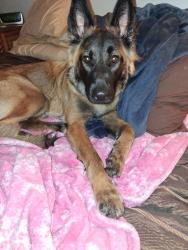 Reunited Female Dog last seen moog rd and Bradford, Pasco County, FL 34690