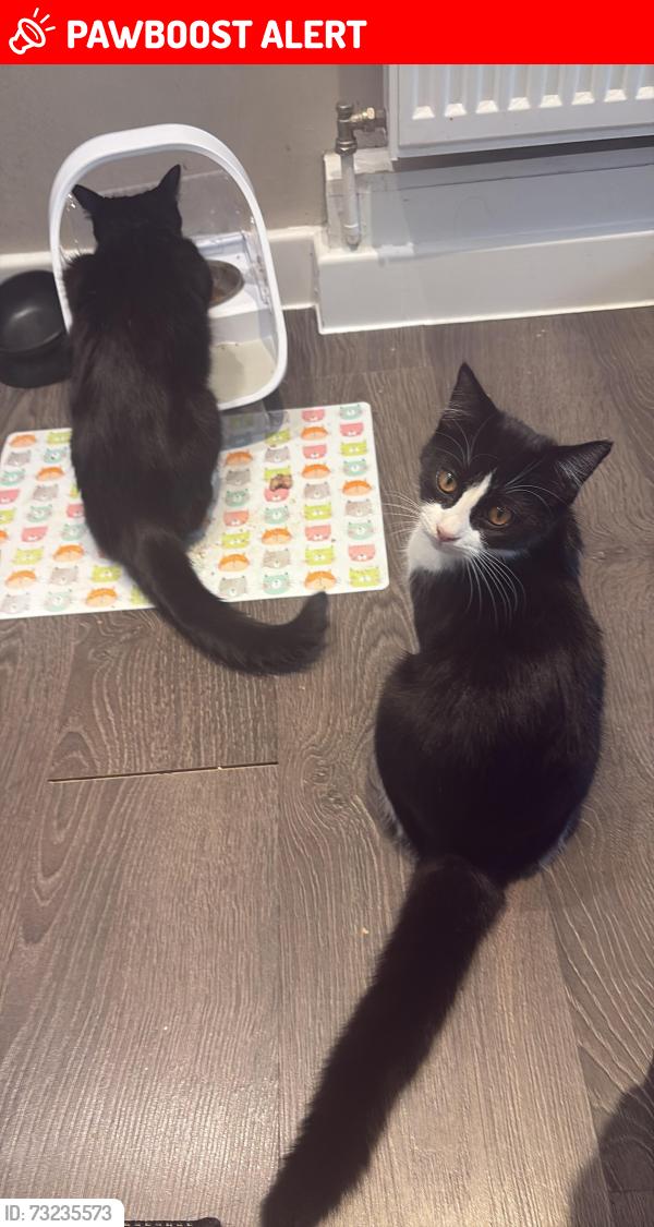 Lost Female Cat last seen Purley way, Greater London, England CR0 4FZ