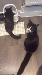 Lost Female Cat last seen Purley way, Greater London, England CR0 4FZ