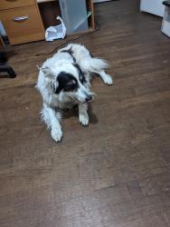 Lost Male Dog last seen Wooldridge Dr. and W. 29th St., Austin, TX 78703