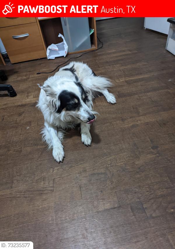 Lost Male Dog last seen Wooldridge Dr. and W. 29th St., Austin, TX 78703