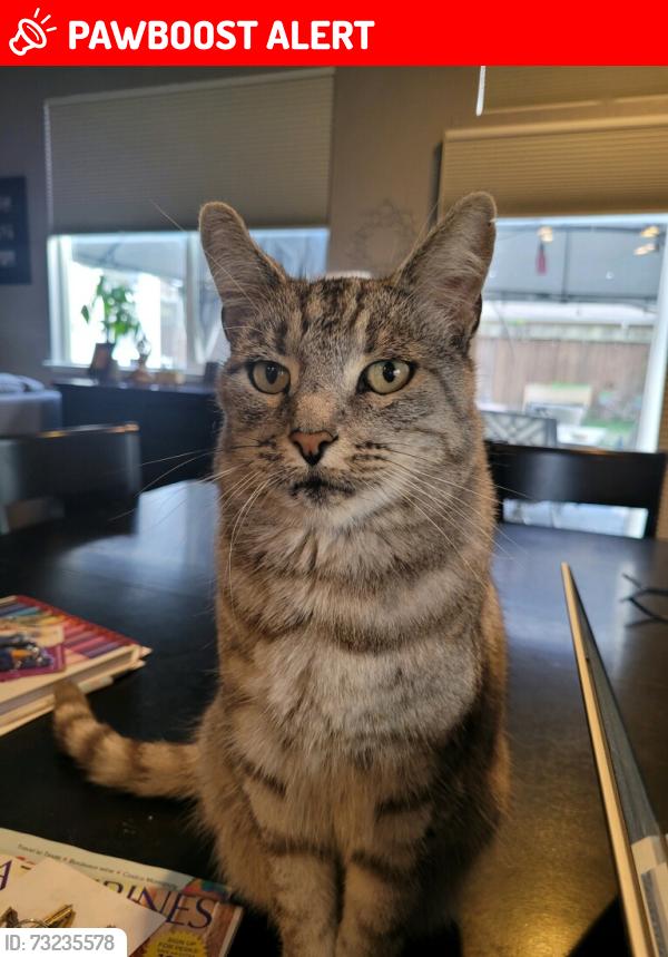Lost Male Cat last seen Marla Dr & Marshcreek, about a block away from Kimberly Park, American Canyon, CA 94503
