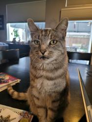 Lost Male Cat last seen Marla Dr & Marshcreek, about a block away from Kimberly Park, American Canyon, CA 94503