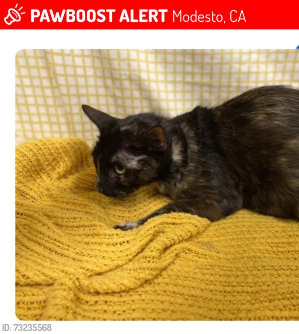 Lost Female Cat last seen Prescott/Janna in Modesto, ca, Modesto, CA 95350