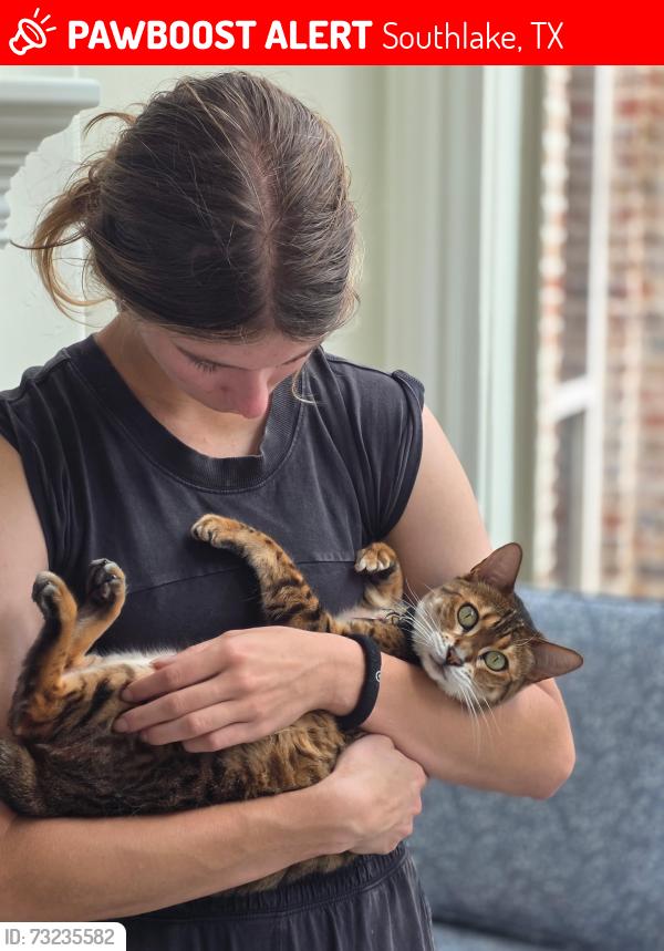Lost Female Cat last seen Estes Park Drive and Dove Road, Southlake, TX 76092
