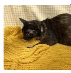 Lost Female Cat last seen Prescott/Janna in Modesto, ca, Modesto, CA 95350