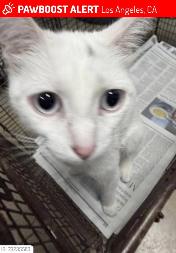 Lost Female Cat last seen Radford, Ben ave, Los Angeles, CA 91605