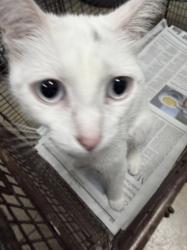 Lost Female Cat last seen Radford, Ben ave, Los Angeles, CA 91605