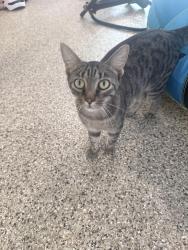 Found/Stray Male Cat last seen Hwy 60 bridge, Birchwood, TN 37308