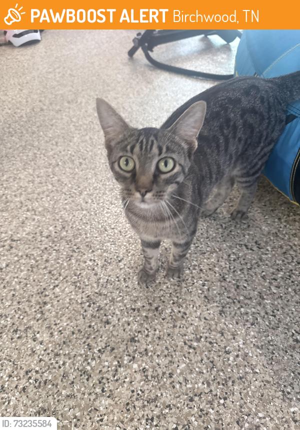 Found/Stray Male Cat last seen Hwy 60 bridge, Birchwood, TN 37308