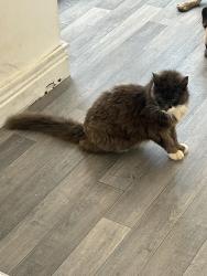 Lost Male Cat last seen Lovett Street, Cleethorpes, England 
