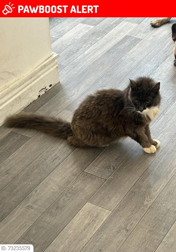 Lost Male Cat last seen Lovett Street, Cleethorpes, England 