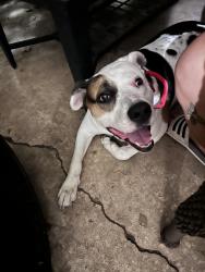 Found/Stray Male Dog last seen 11th and sheridan, Tulsa, OK 74112