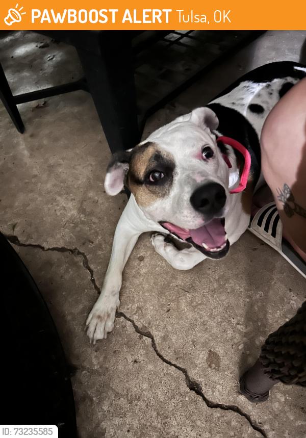 Found/Stray Male Dog last seen 11th and sheridan, Tulsa, OK 74112