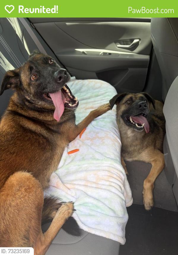 Reunited Unknown Dog last seen Mustang St, Palm Beach County, FL 33428