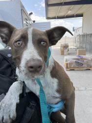 Shelter Stray Male Dog last seen Near BLOCK NILES ST, BAKERSFIELD CA 93305, 3951 Fruitvale Ave, Bakersfield, CA 93308, USA