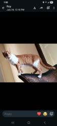 Lost Male Cat last seen Wrencrest, Zephyrhills, FL 33543