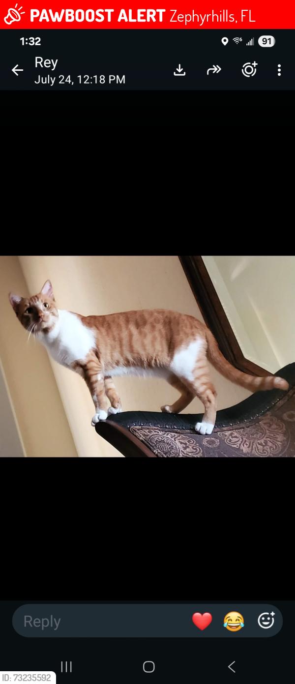 Lost Male Cat last seen Wrencrest, Zephyrhills, FL 33543