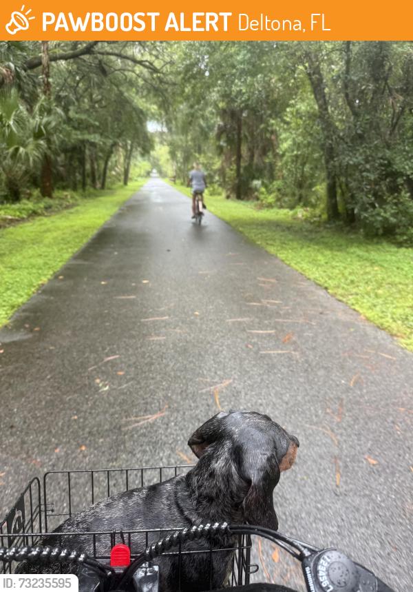 Found/Stray Male Dog last seen Near green springs, Deltona, FL 32725