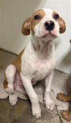 Shelter Stray Male Dog last seen Near BLOCK STOCKDALE HWY, BAKERSFIELD CA 93311, 3951 Fruitvale Ave, Bakersfield, CA 93308, USA