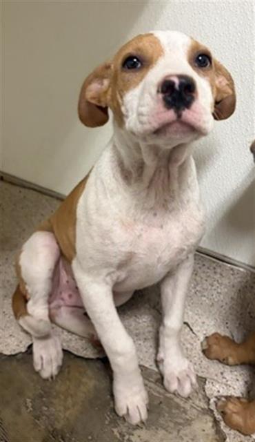 Shelter Stray Male Dog last seen Near BLOCK STOCKDALE HWY, BAKERSFIELD CA 93311, 3951 Fruitvale Ave, Bakersfield, CA 93308, USA