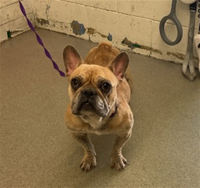 Shelter Stray Female Dog last seen W 20TH ST & N ARROWHEAD AVE, SAN BERNARDINO, CA, 92405, USA, 333 Chandler Pl, San Bernardino, CA 92408, USA