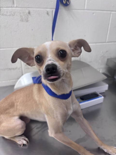 Shelter Stray Male Dog last seen N CHESTNUT AVE, 333 Chandler Pl, San Bernardino, CA 92408, USA